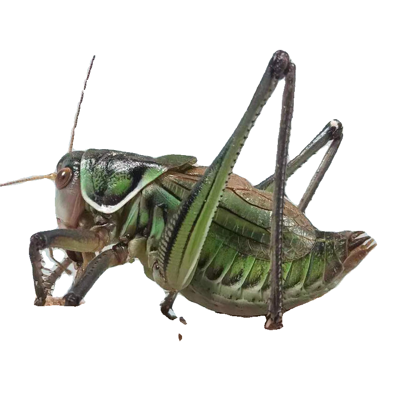 蝈蝈活虫带笼子鸣虫高端新脱铁皮天津绿大肚子翡翠平谷家养冬蝈蝈,淘宝优惠券,粉丝福利购,淘宝优惠卷