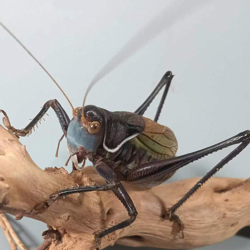 蝈蝈活虫带笼子鸣虫高端新脱铁皮天津绿大肚子翡翠平谷家养冬蝈蝈,淘宝优惠券,粉丝福利购,淘宝优惠卷