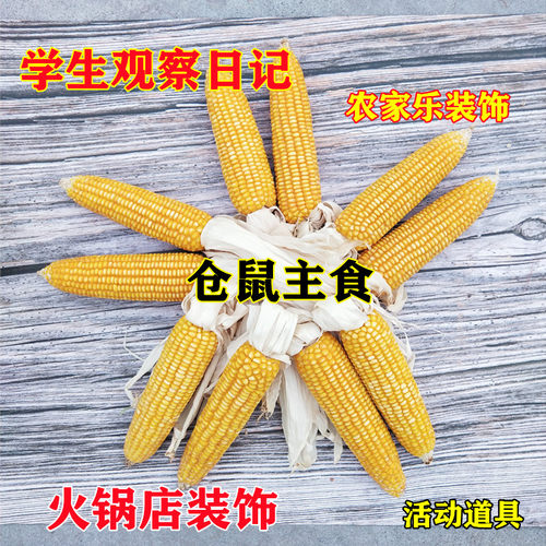 干玉米棒子带皮苞谷老玉米棒农家乐装饰道具农作物玉米穗真玉米串 - 图2