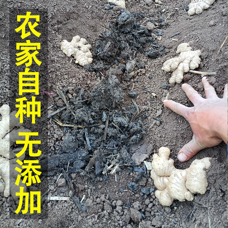 云南本地正宗罗平小黄姜种植苗姜种籽老姜带芽非大生姜种子黄姜芽 - 图2