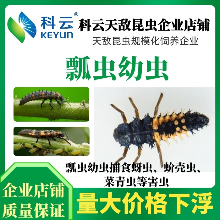 小瓢虫甲虫 新人首单立减十元 21年8月 淘宝海外