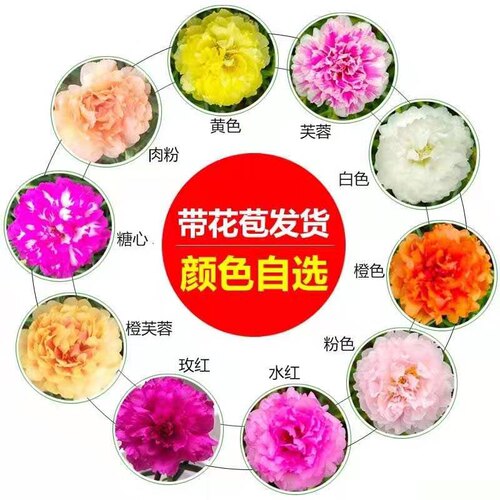 盆栽绿植重瓣太阳花苗枝条不死花混色 - 图0