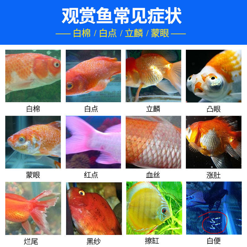 锦鲤药大全鱼缸药剂通用金鱼白毛病药土霉素鱼水族庆大霉素鱼用-图1