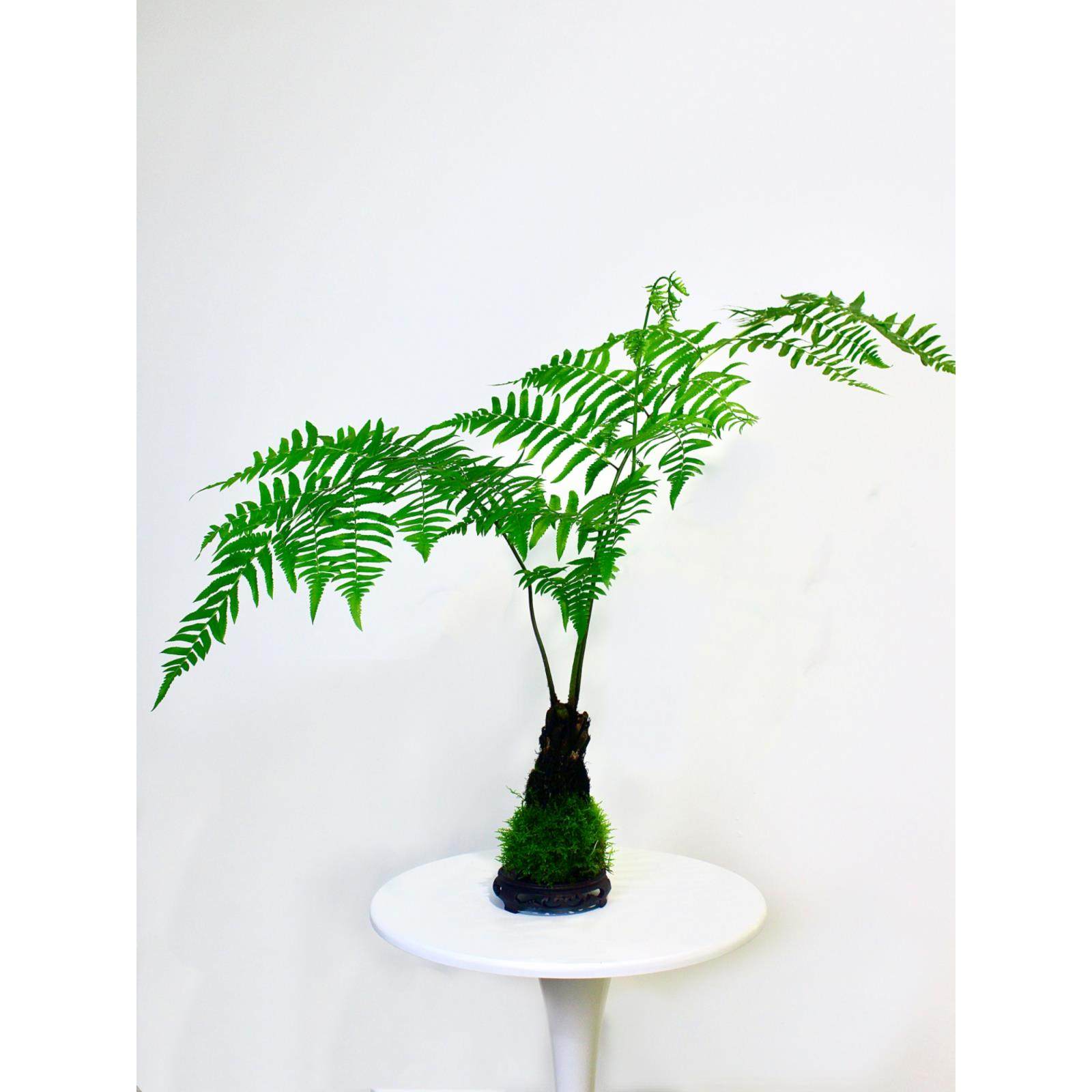 浮檀蕨苔玉球苔藓球蕨类植物绿植一叶蕨大型盆栽盆景造景 - 图3