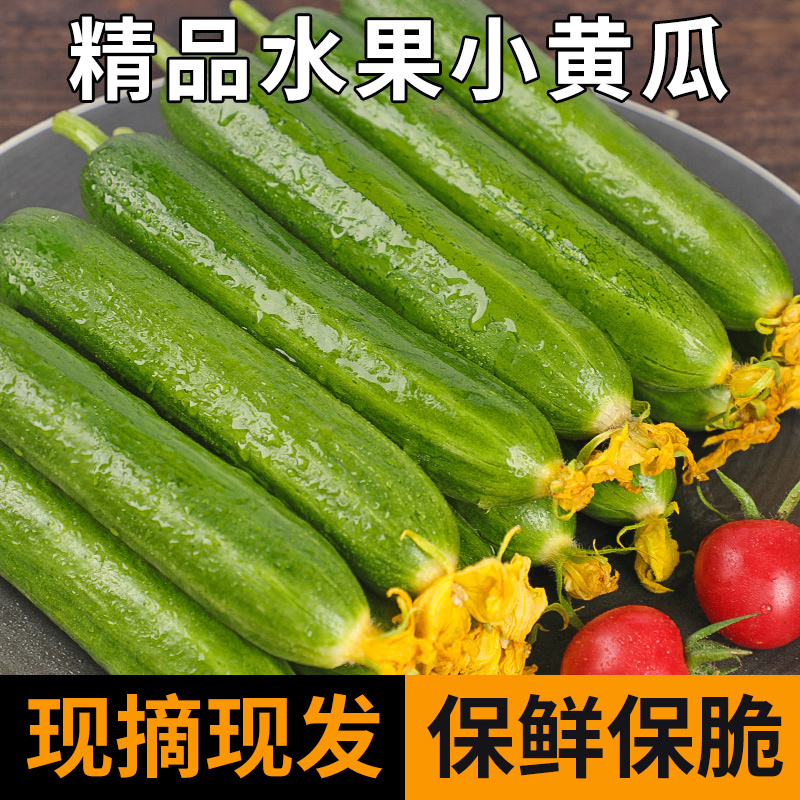 黄瓜新鲜小黄瓜水果小青瓜荷兰蔬菜农家10山东旱生吃5斤现摘现发 - 图1