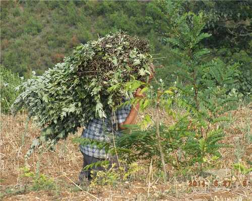 野生艾草艾叶泡脚包去湿气干艾草家用新鲜艾叶草月子专用产后足浴