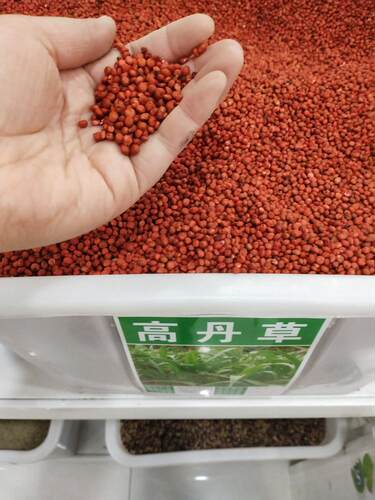 新品四季牧草苏丹高丹草种子牛羊兔鹅鱼吃的饲料草籽春夏播种耐热 - 图2