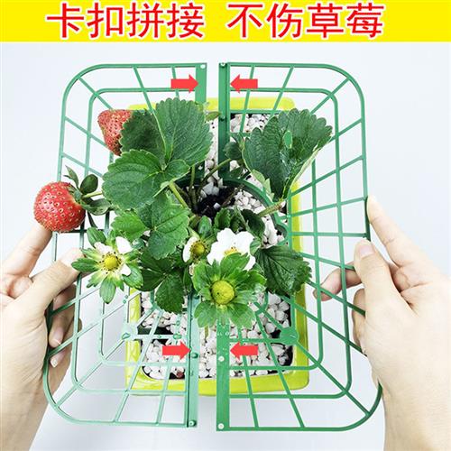 草莓架方形托盘支架防落地盆栽水果绿植拼接防烂叶烂果园艺支撑架 - 图0