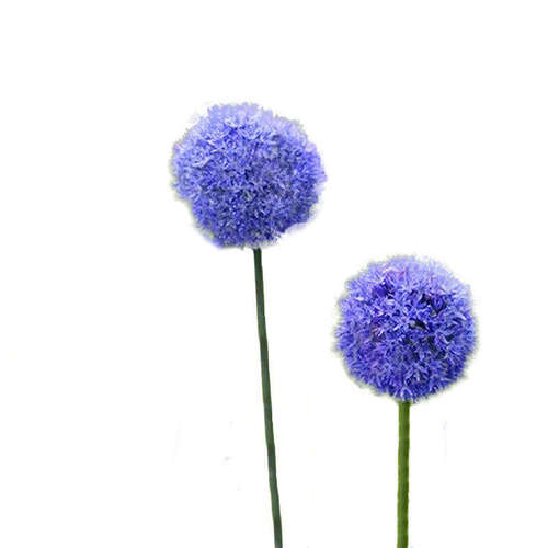 葱“矮款”茎细花致像会开花小棒小花生花纤球精  “的棒糖” - 图0