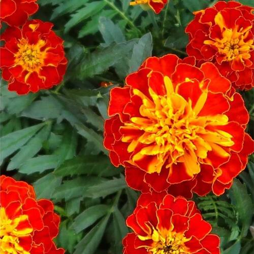 「花园里的红色宣言」火红孔雀草饱满如孔雀开屏 寓意爽朗与自信 - 图2