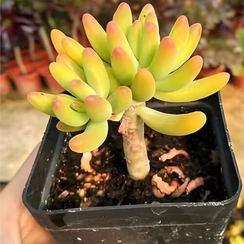 治愈系八千代 寓意青春活力与守护 禅意清供 皮实好养易造型 - 图1