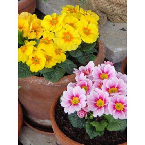 初恋”德国春楼樱  小角落 / 台“的喜悦报花七重草院露花架装饰 - 图3