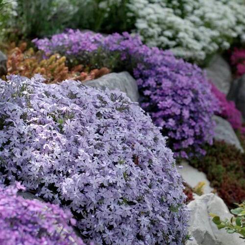 「芝樱·地表樱花风暴」福禄考强势覆盖抑制杂草 零维护省心 - 图0