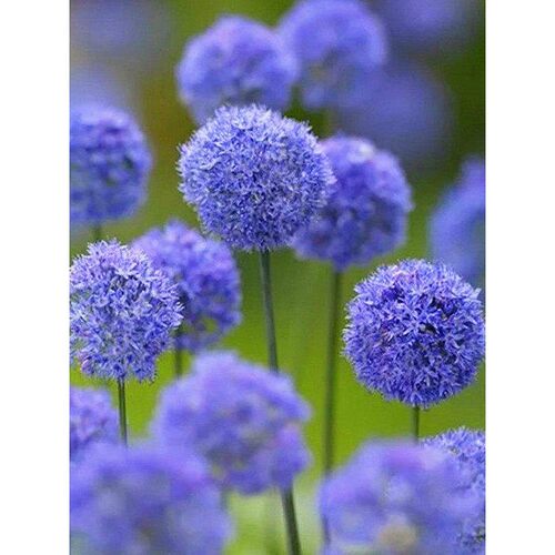 小花花花球精花小葱矮致“的棒“细  像棒糖生款”茎纤会开” - 图2