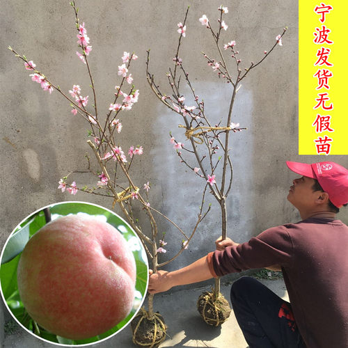 宁波奉化玉露水蜜桃树苗盆栽锦绣黄桃黄金蟠桃结果苗湖景蜜露桃苗 - 图0