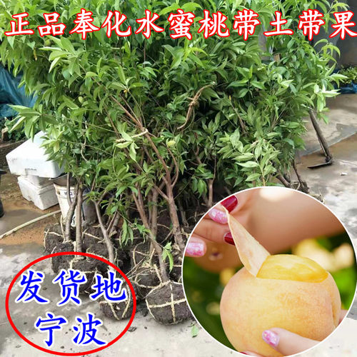 宁波奉化玉露水蜜桃树苗盆栽锦绣黄桃黄金蟠桃结果苗湖景蜜露桃苗 - 图1