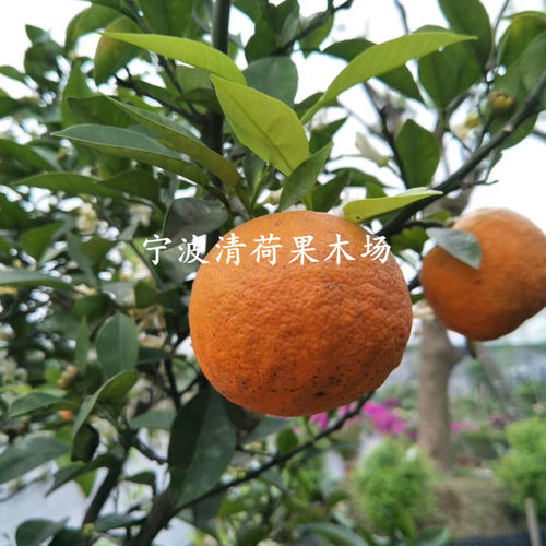 宁波代代橘果树苗 盆栽代代桔结果苗 庭院回青橙树苗苦橙吃气管炎 - 图0