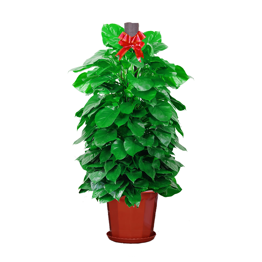 大型绿萝绿箩柱客厅落地盆栽绿植室内办公室家养植物开业乔迁上海,淘宝优惠券,粉丝福利购,淘宝优惠卷