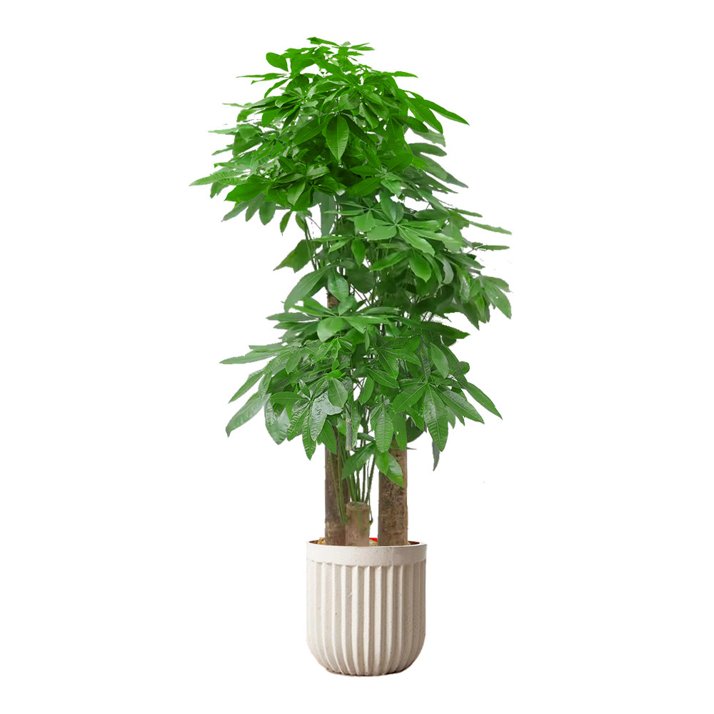 上海步步高发财树客厅大盆栽绿植大型室内植物大棵办公室同城配送,淘宝优惠券,粉丝福利购,淘宝优惠卷