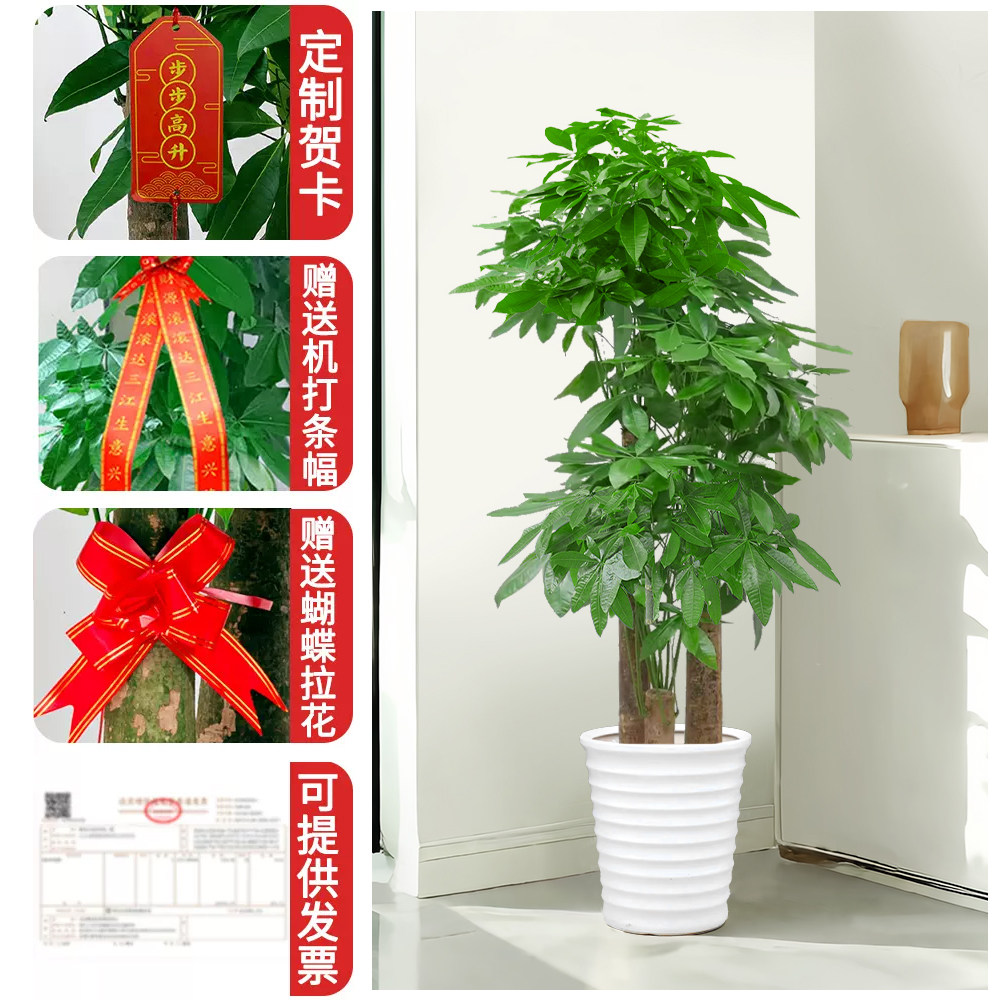 上海步步高发财树客厅大盆栽绿植大型室内植物大棵办公室同城配送,淘宝优惠券,粉丝福利购,淘宝优惠卷