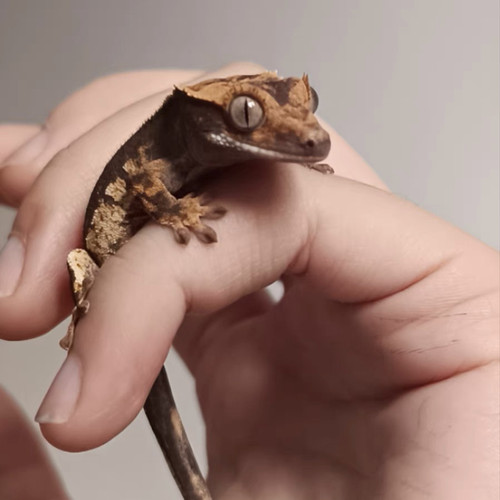 北京实体睫角守宫睫角活体莉莉白盖勾亚守宫雨林造景爬宠可上门挑 - 图1