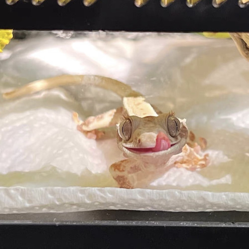 北京实体睫角守宫睫角活体莉莉白盖勾亚守宫雨林造景爬宠可上门挑 - 图2