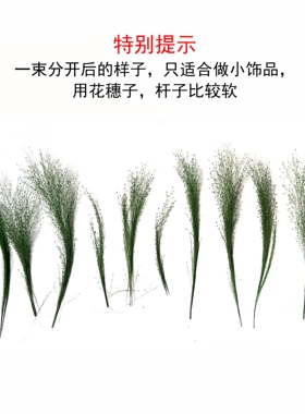 染色干花展会永生喷泉草不凋花自然植物拍照道具装饰DIY插花束