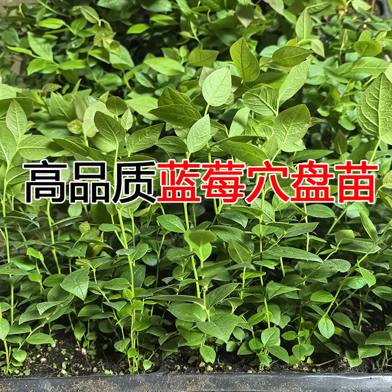 【L25组培蓝莓苔藓苗】F6薄皮纯甜无酸特大果脱毒阳台果树穴盘苗,淘宝优惠券,粉丝福利购,淘宝优惠卷