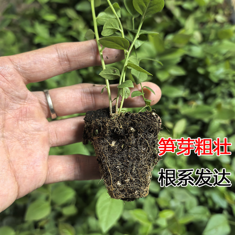 【L25组培蓝莓苔藓苗】F6薄皮纯甜无酸特大果脱毒阳台果树穴盘苗,淘宝优惠券,粉丝福利购,淘宝优惠卷