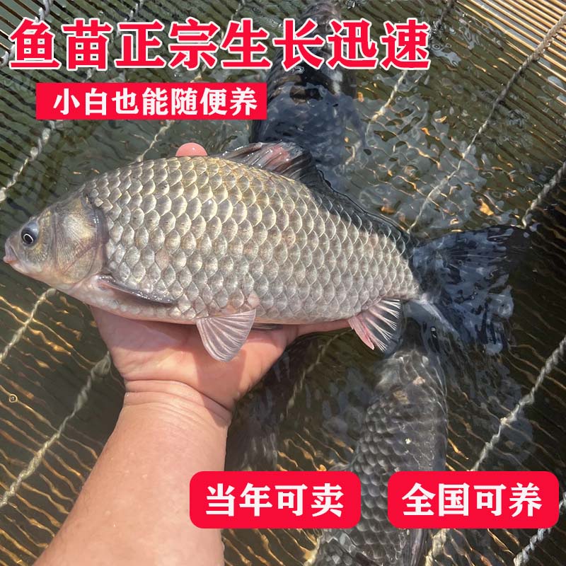 中科5号鲫鱼苗淡水养殖食用工程鲫湘云鲫黄金高背麻鲫鱼苗大坂鲫 - 图0