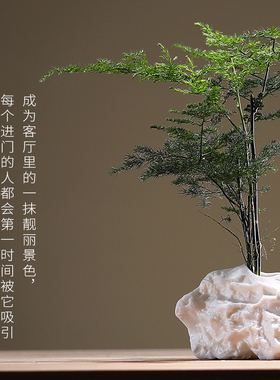 禅意水培文竹桌面装饰摆件花器