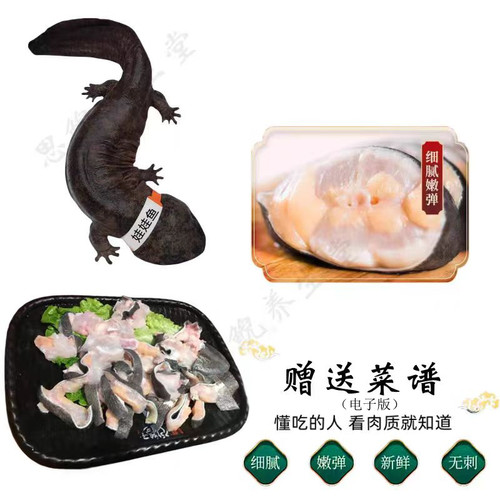 3-10斤娃娃鱼鲜活食用娃娃鱼水产海鲜滋补食材活鱼 - 图0