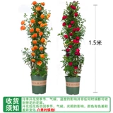 1 метр 6 розовые цветочные цветы скалолаза