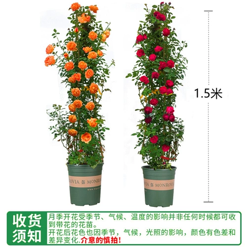 1 метр 6 розовые цветочные цветы скалолаза