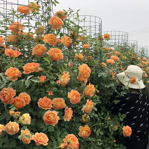 1 метр 6 розовые цветочные цветы скалолаза