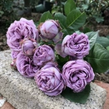 Микро -синие, синие цветы и насыщенные саженцы для цветов розы.