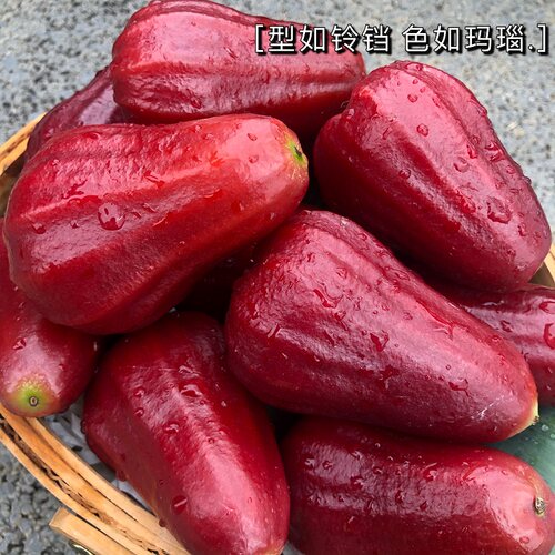 海南三亚黑金刚莲雾特大果 树上熟脆甜多汁清甜可口 新鲜摘空运 - 图0