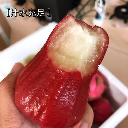 海南三亚黑金刚莲雾特大果 树上熟脆甜多汁清甜可口 新鲜摘空运 - 图2