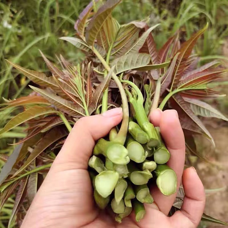 包邮现货香椿红香椿当季香椿芽新鲜蔬菜露天野生红香椿 - 图3