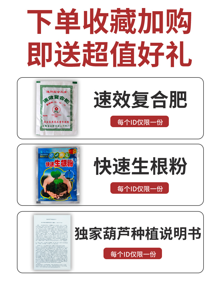 葫芦籽种文玩手捻八宝小葫芦籽特大葫芦亚腰巨型盆栽葫芦种子大全 - 图0