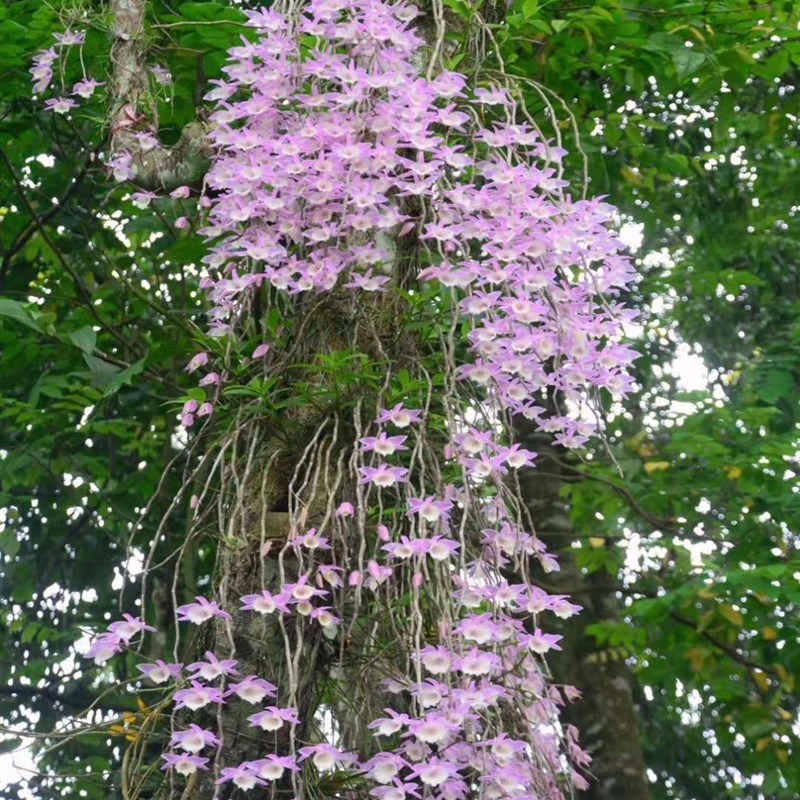 兜唇石斛天宫石斛吊兰石斛苗墙景 杉木板种植板植多苗