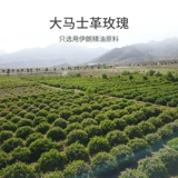 Масло с розой в составе, массажер для ухода за кожей, 15 мл