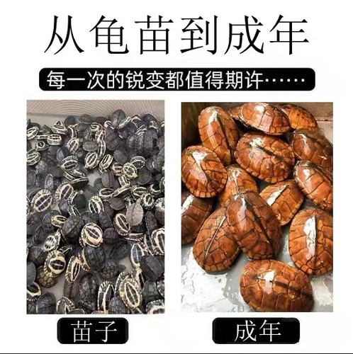 纯正石金钱龟招财宠物龟小乌龟活物小青龟苗黄金龟苗纯正海南三线