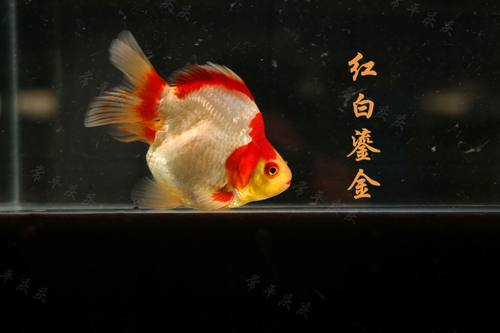 红鎏金红白镏金琉金金鱼鱼苗淡水活体宠物观赏鱼冷水包邮包活 - 图1