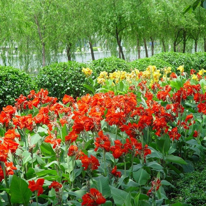 美人蕉种子红艳蕉小花美人蕉进口小芭蕉黄花庭院花籽易活花种籽子 - 图1