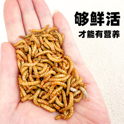 面包虫活虫黄粉虫活体仓鼠蜘蛛蝎子乌龟守宫角蛙画眉鸟食活饵饲料 - 图1