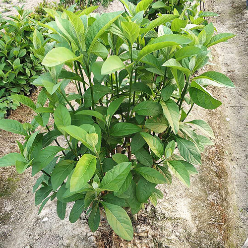 正宗南非叶树苗带土带杯阳台庭院室户外种植将军叶草苗植物盆栽 - 图2