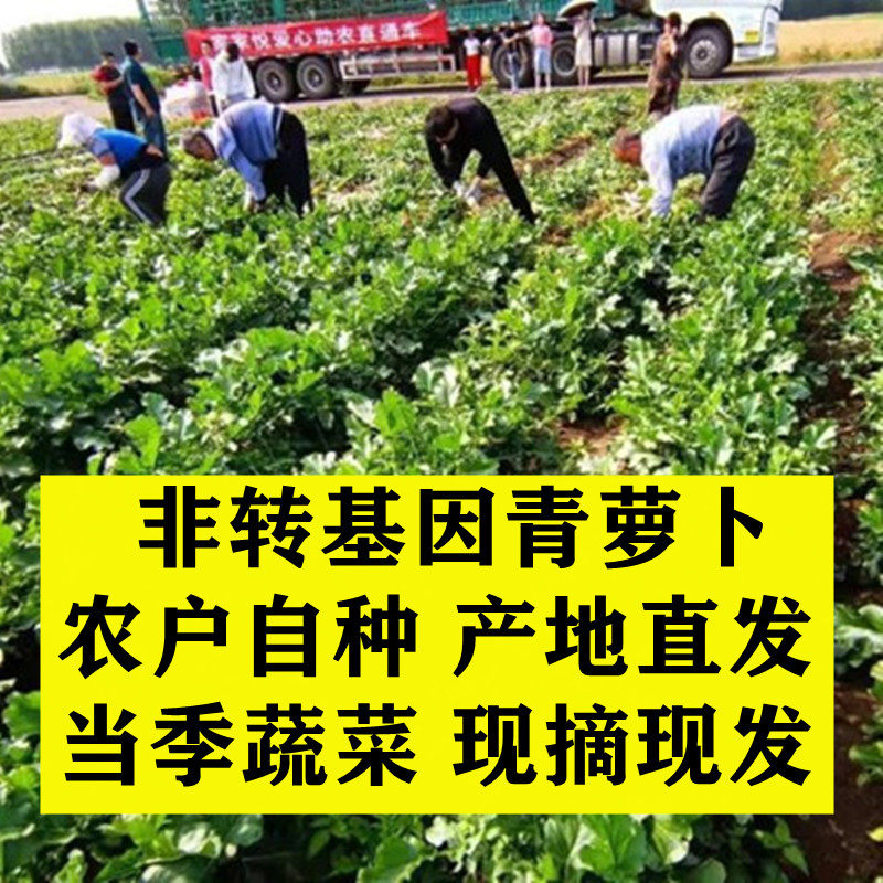 新鲜河南青萝卜农家自种蔬菜生吃白萝卜脆胡萝卜水果1/5/10斤批发,淘宝优惠券,粉丝福利购,淘宝优惠卷