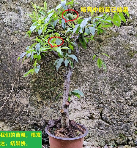 带盆发货钱排银妃三华李树苗嫁接水果苗圈枝苗红心李子苗种植包邮 - 图2