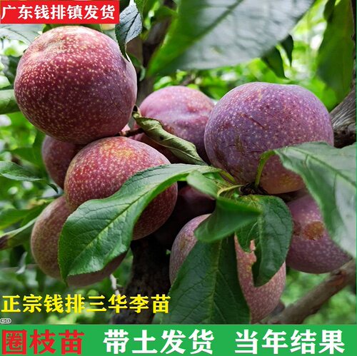 带盆发货钱排银妃三华李树苗嫁接水果苗圈枝苗红心李子苗种植包邮 - 图0